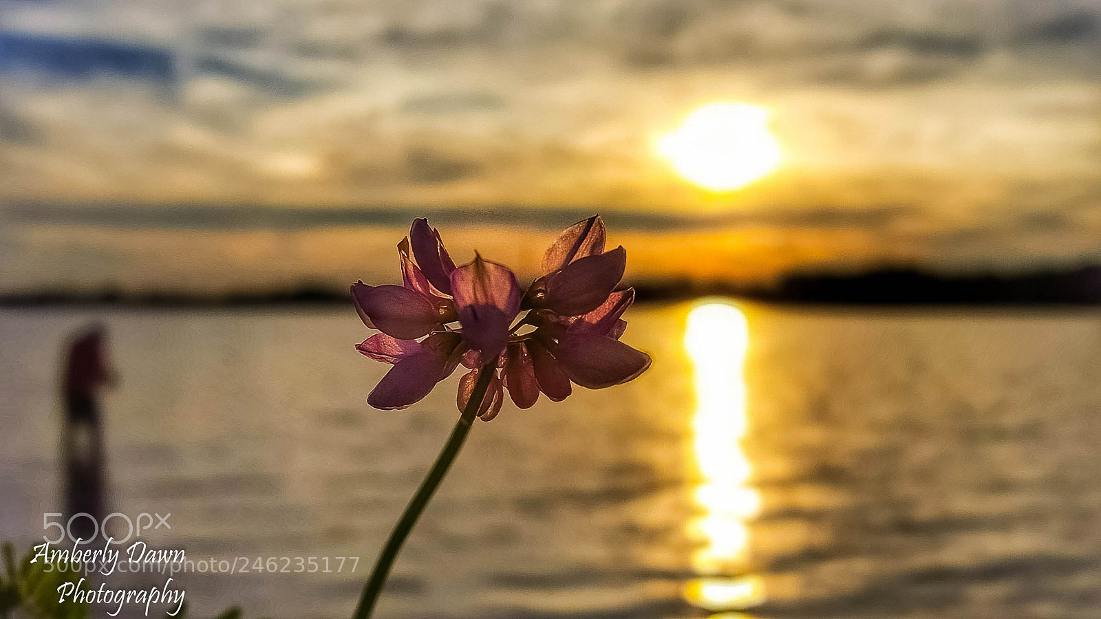 Samsung Galaxy S6 sample photo. Sunset bloom photography