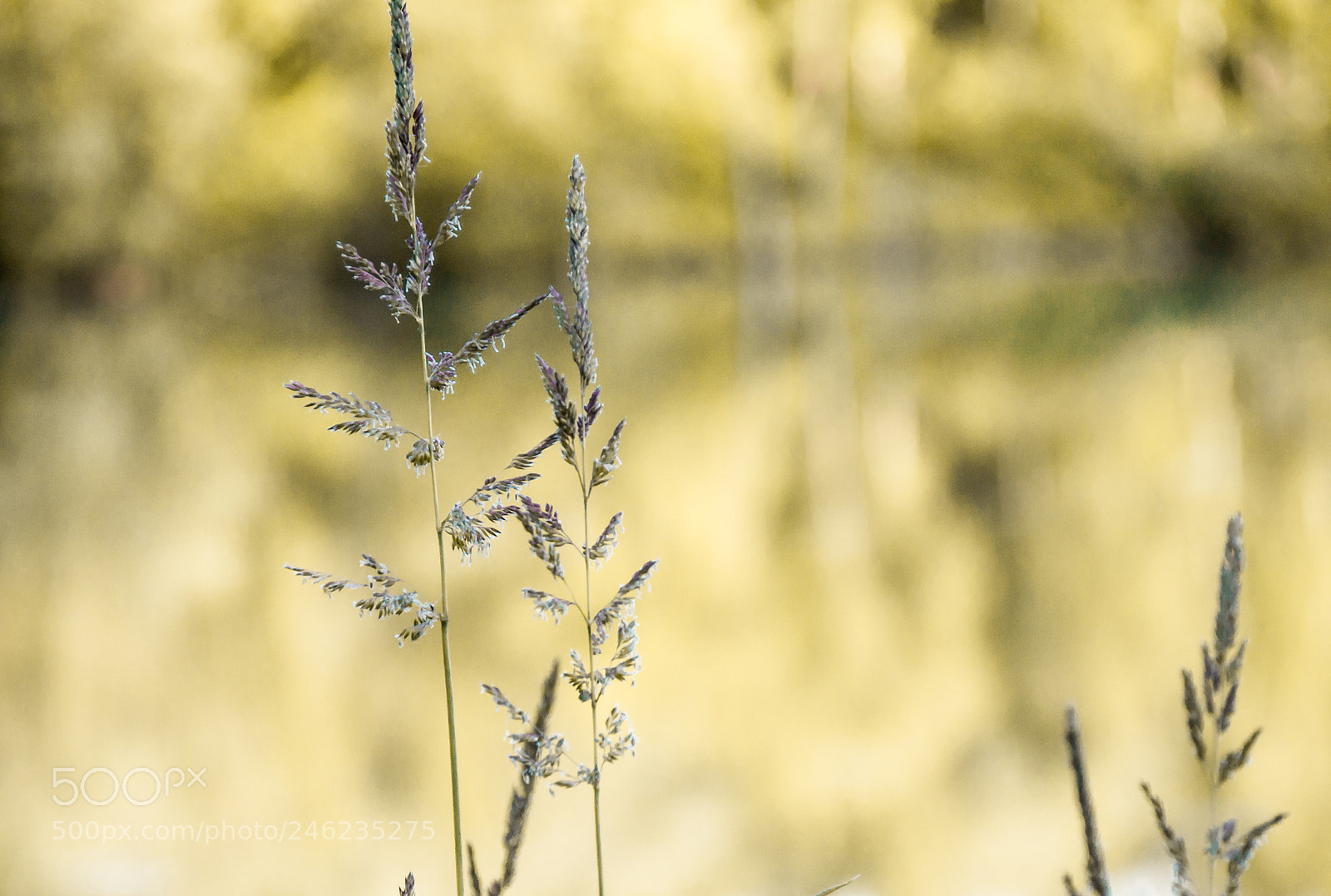 Panasonic DMC-G70 sample photo. Grasses photography