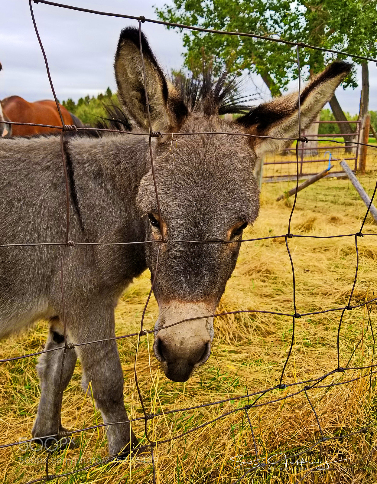 Samsung Galaxy S8+ sample photo. Donkey photography