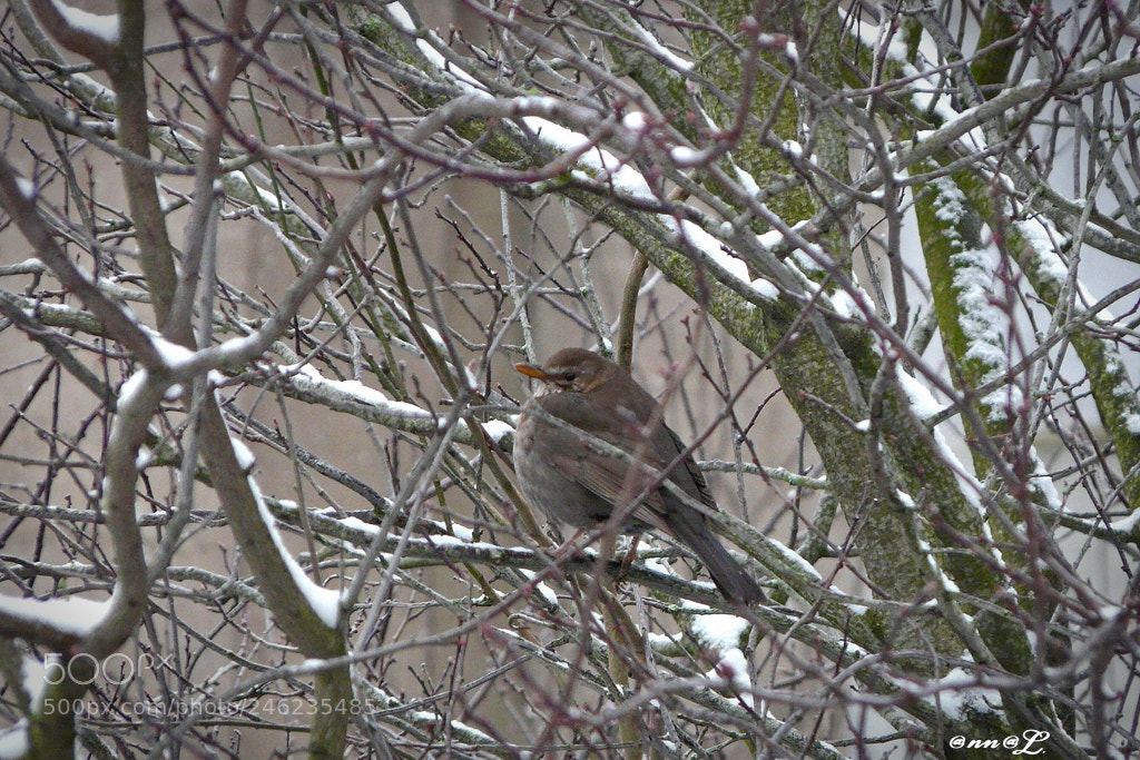 Panasonic DMC-FZ18 sample photo. Moineau sous la neige photography
