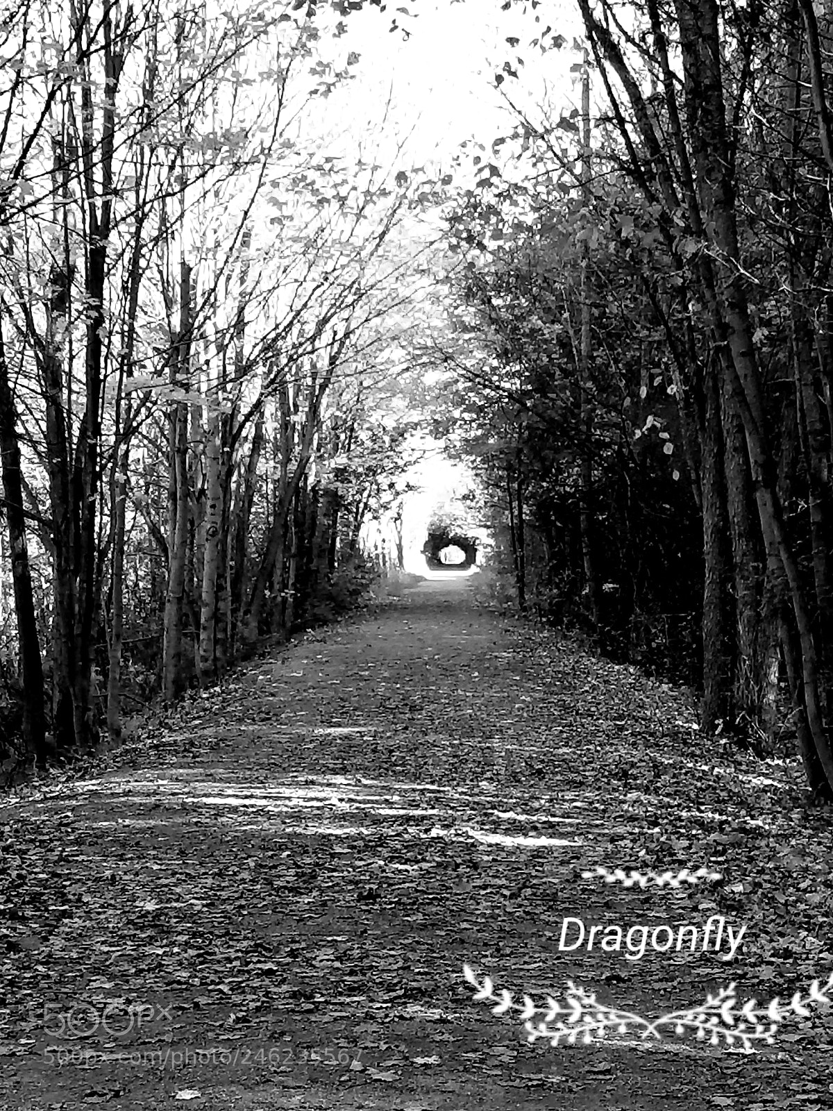Samsung Galaxy S8 sample photo. Walk way photography