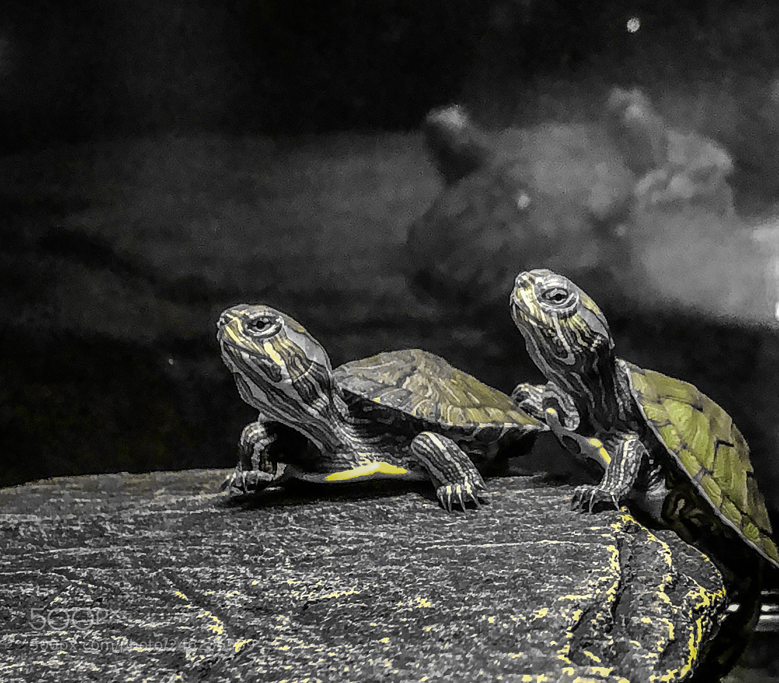 Apple iPhone 8 Plus sample photo. Turtle love photography