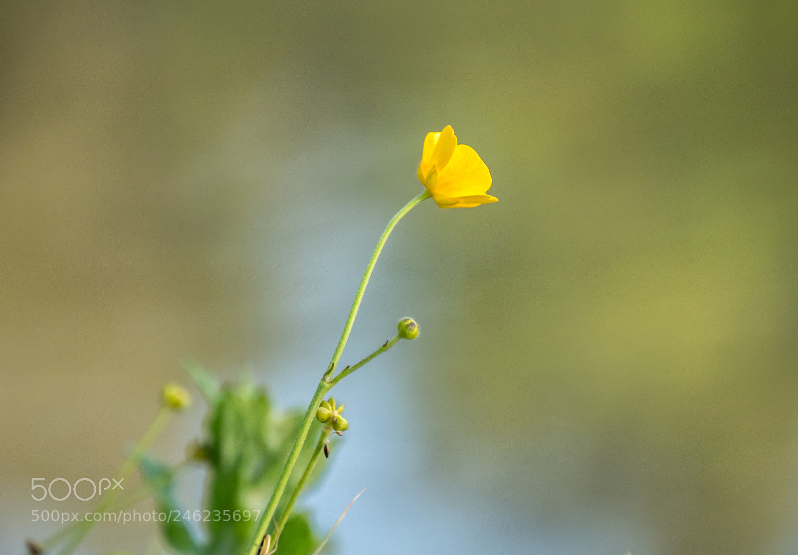 Panasonic DMC-G70 sample photo. Buttercup photography