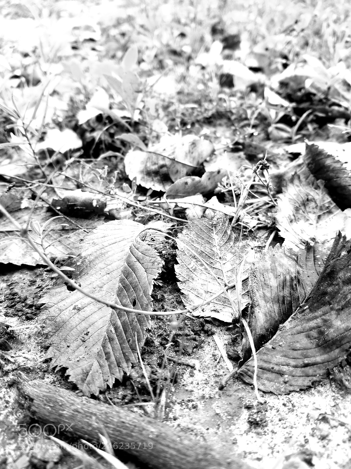 Samsung Galaxy S8 sample photo. All the leaves are photography