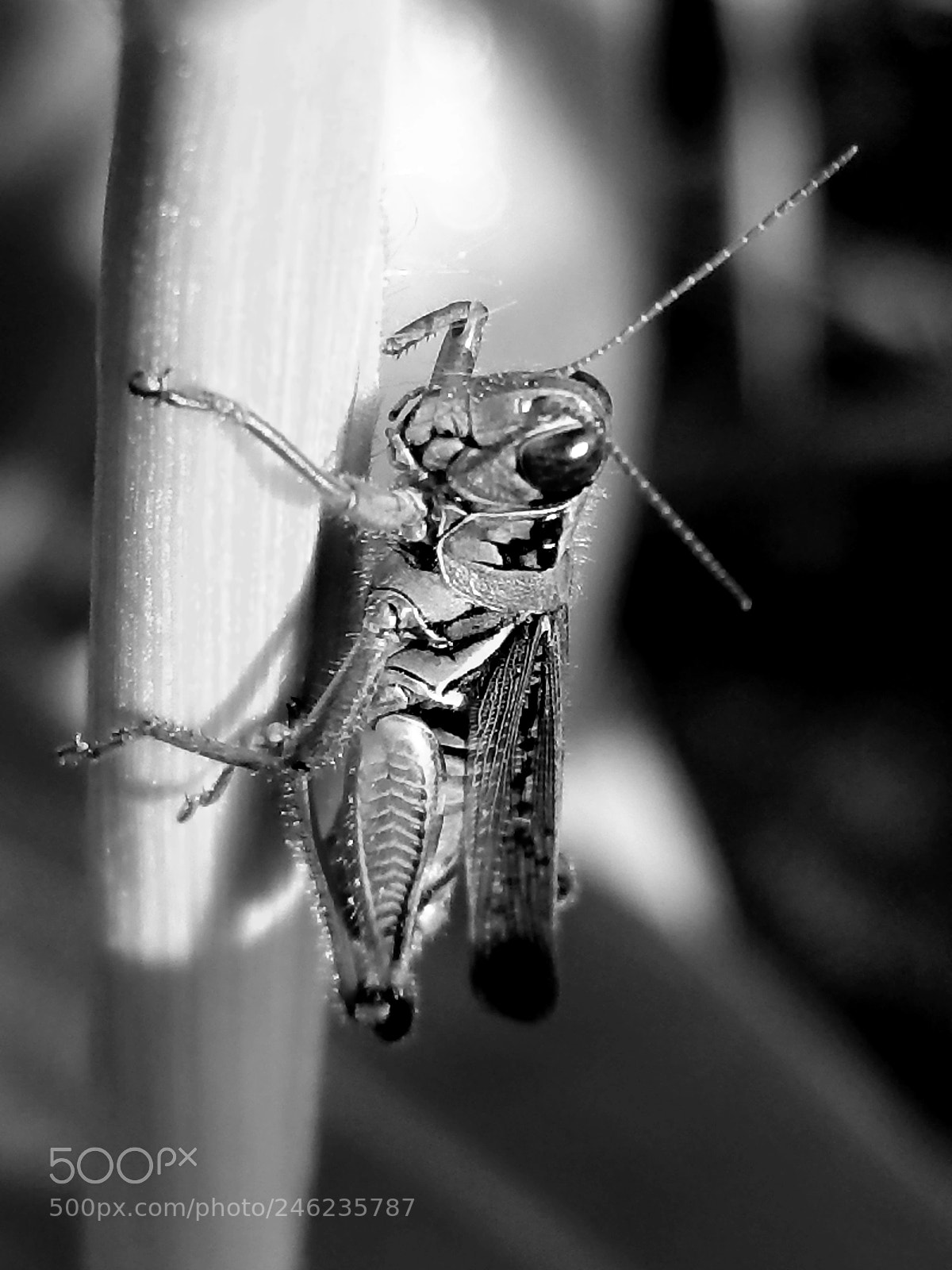 Samsung Galaxy S8 sample photo. Little friend photography