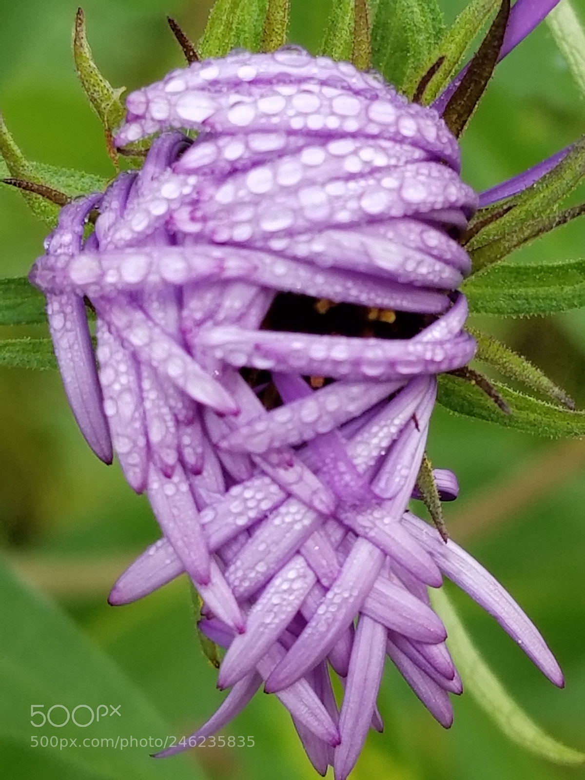 Samsung Galaxy S8 sample photo. Dew drops photography