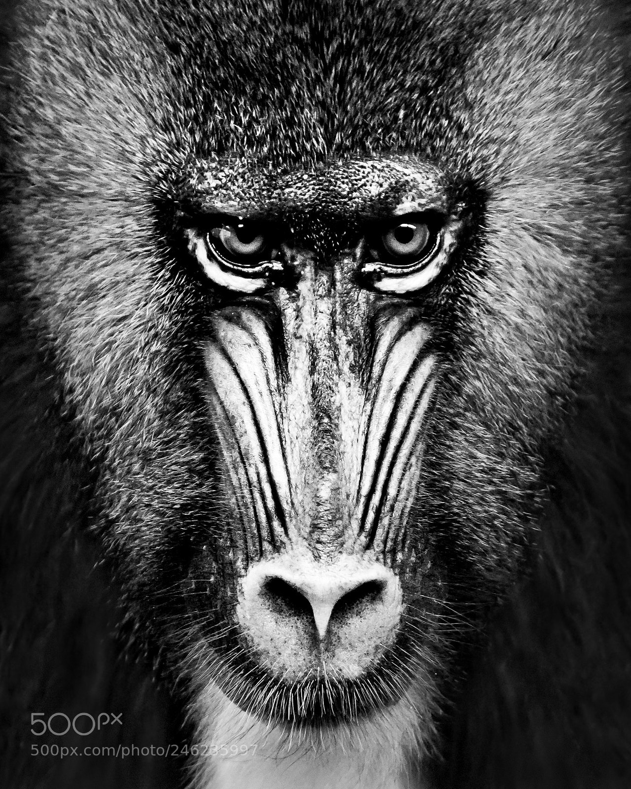 Sony a7R II sample photo. Mandrill xii photography