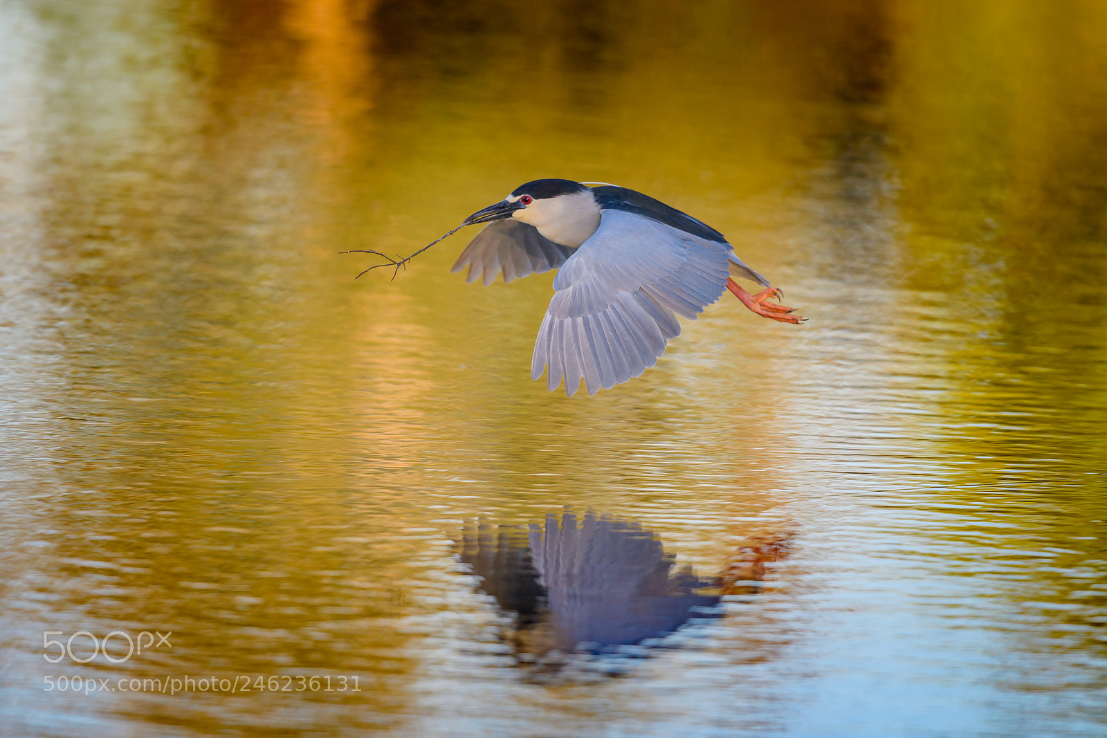 Nikon D5 sample photo. Black-crowned night heron nycticorax photography