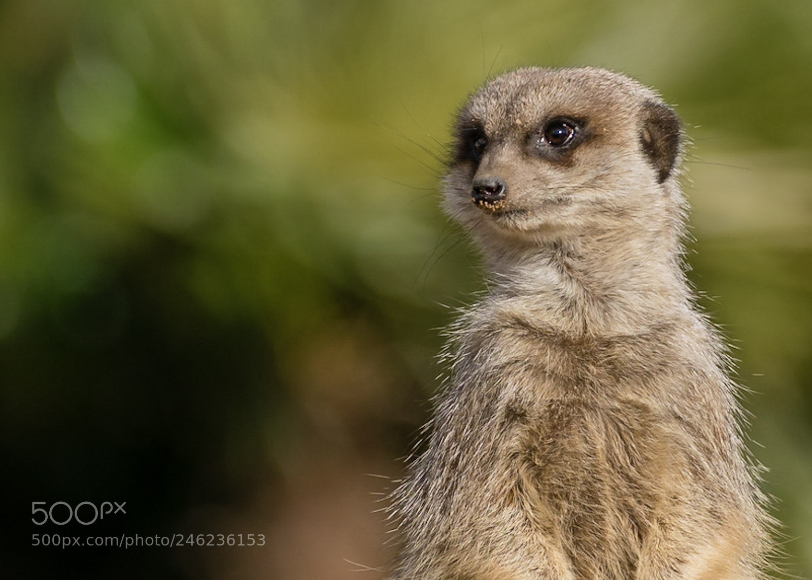 Nikon D3400 sample photo. Meerkat close up photography
