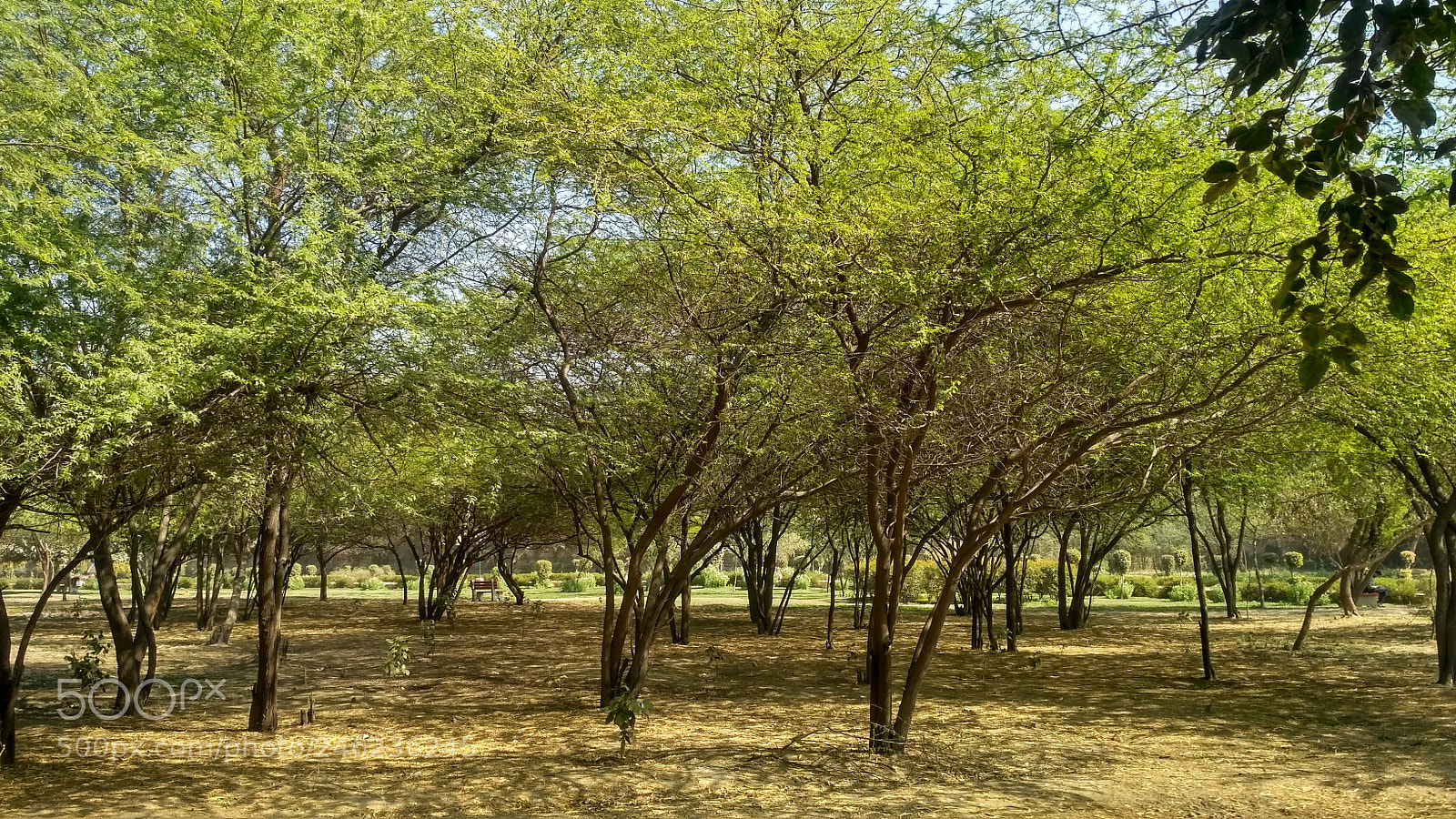 Xiaomi Redmi 3S sample photo. Green forest photography