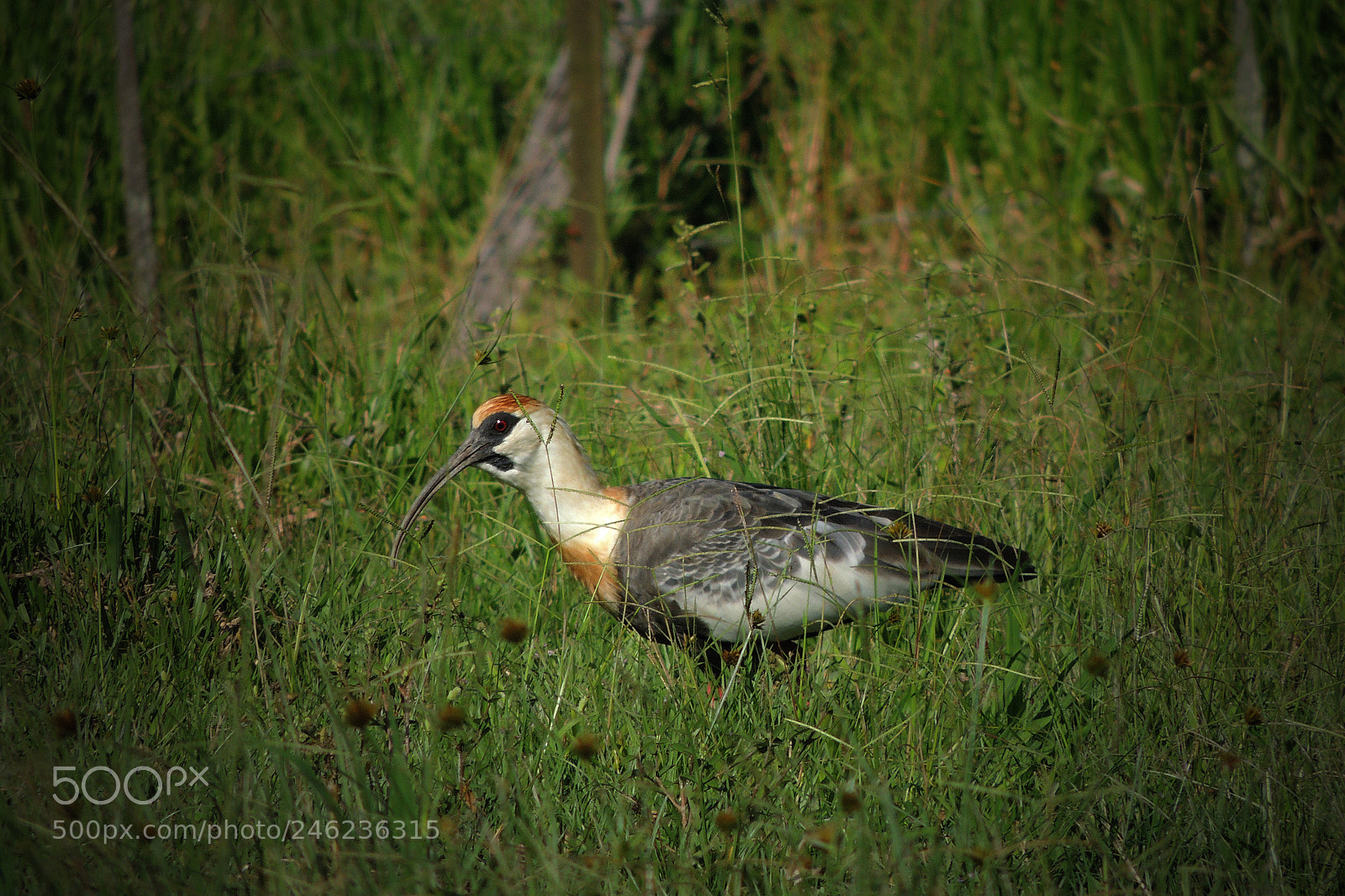 Nikon Coolpix P510 sample photo. Curicaca ( theristicus caudatus) photography