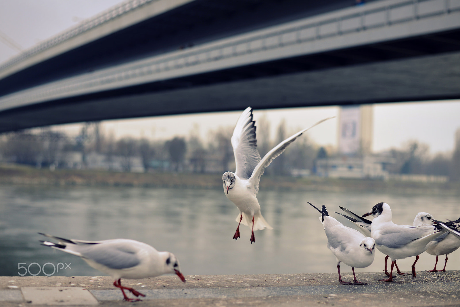 Nikon D800 + Nikon AF-S Nikkor 50mm F1.8G sample photo. Flying seagull photography