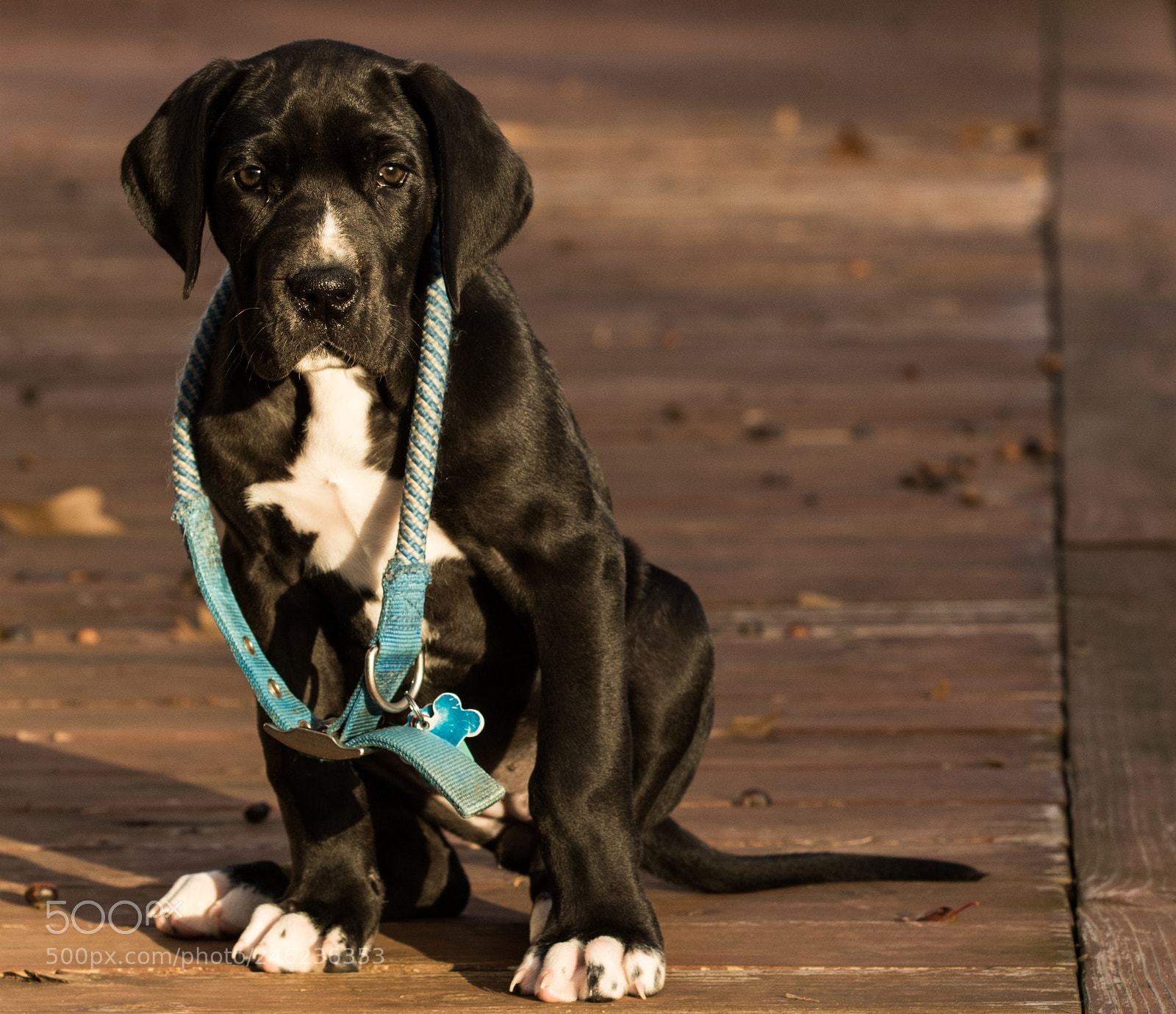 Canon EOS 7D Mark II sample photo. Big paws to fill photography