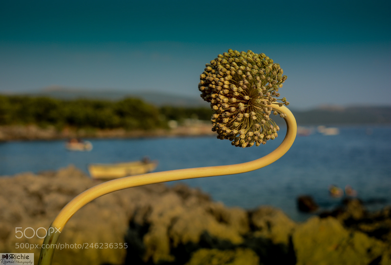 Nikon D7100 sample photo. Krk photography