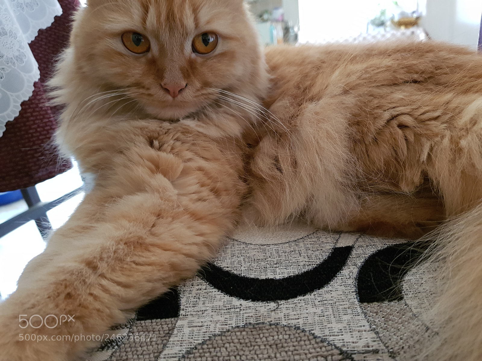 Samsung Galaxy S8+ sample photo. My cat photography