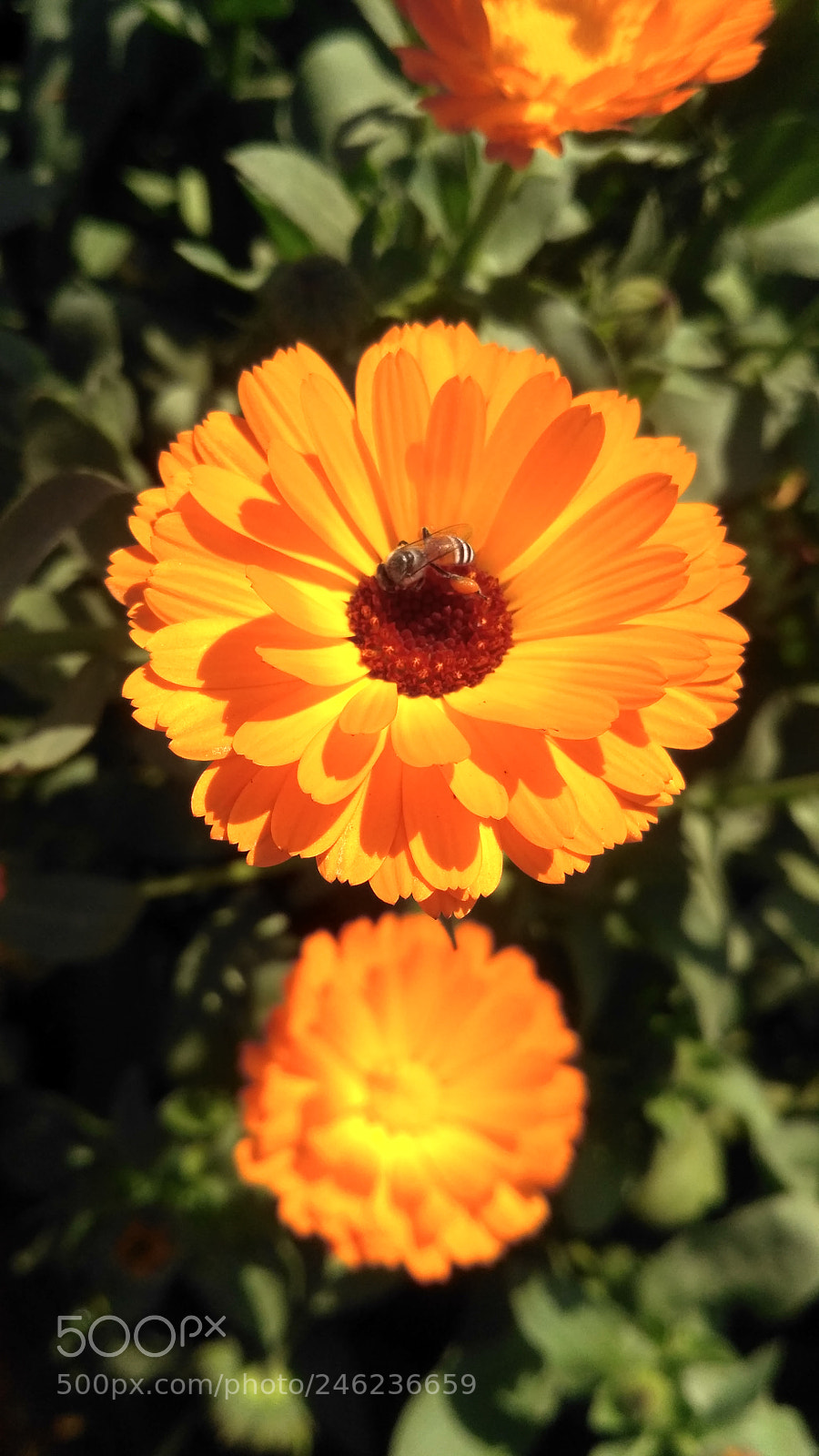 Xiaomi Redmi 3S sample photo. Untitled photography