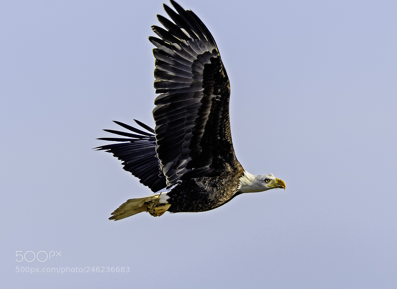 Nikon D500 sample photo. Feed the eagles photography