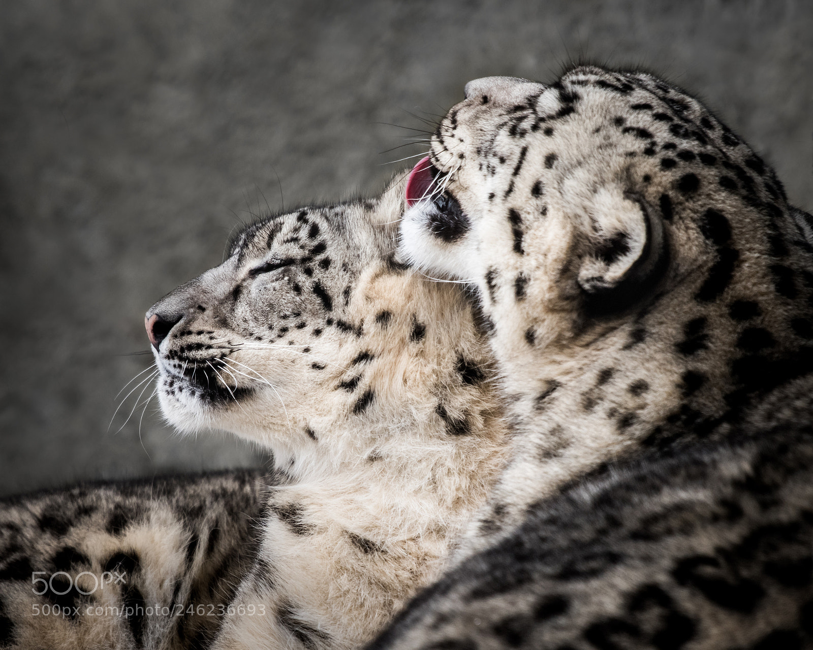 Nikon D810 sample photo. Snow leopard pair ii photography