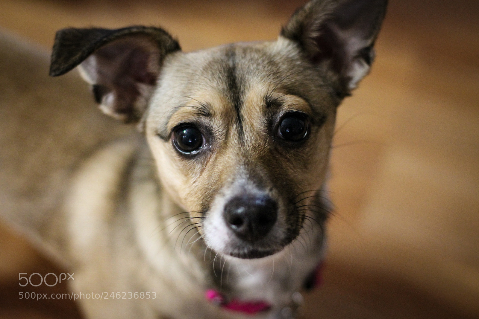 Canon EOS 1100D (EOS Rebel T3 / EOS Kiss X50) sample photo. Puppy photography