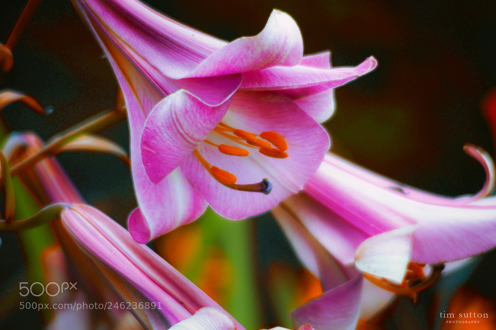 Sony ILCA-77M2 sample photo. Spring lily photography