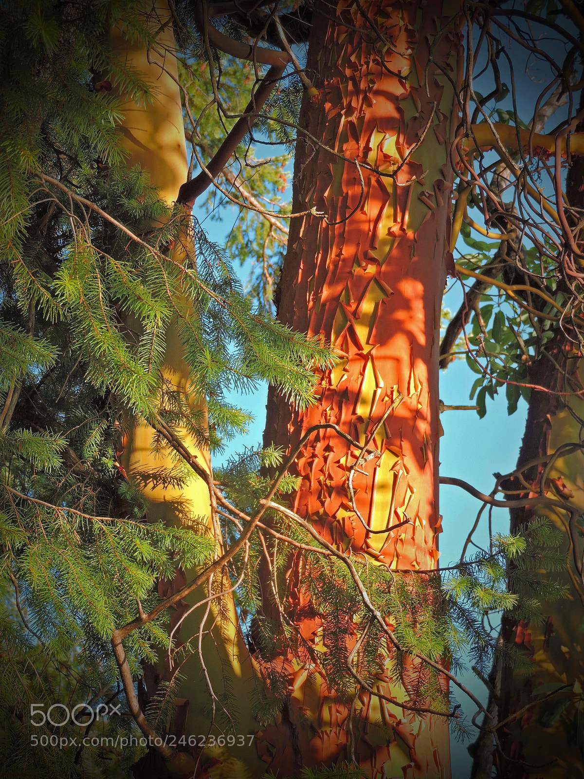Nikon Coolpix P530 sample photo. Arbutus on west coast photography
