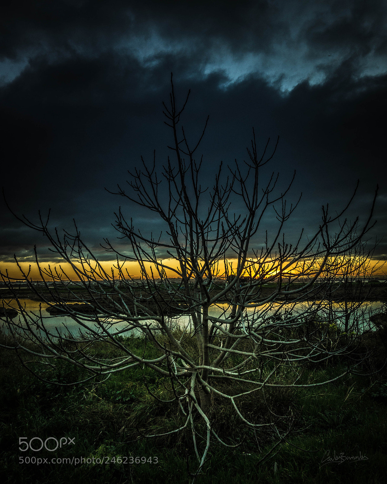 Sony Alpha a5000 (ILCE 5000) sample photo. Roots photography