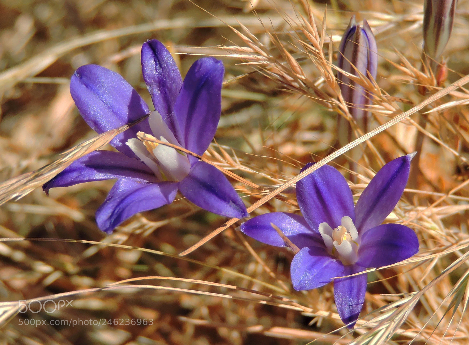 Nikon Coolpix P530 sample photo. Wildflowers are the stuff photography