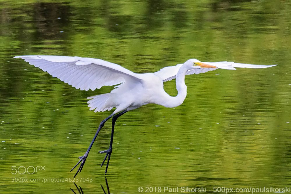 Nikon D500 sample photo. Great egret landing green photography