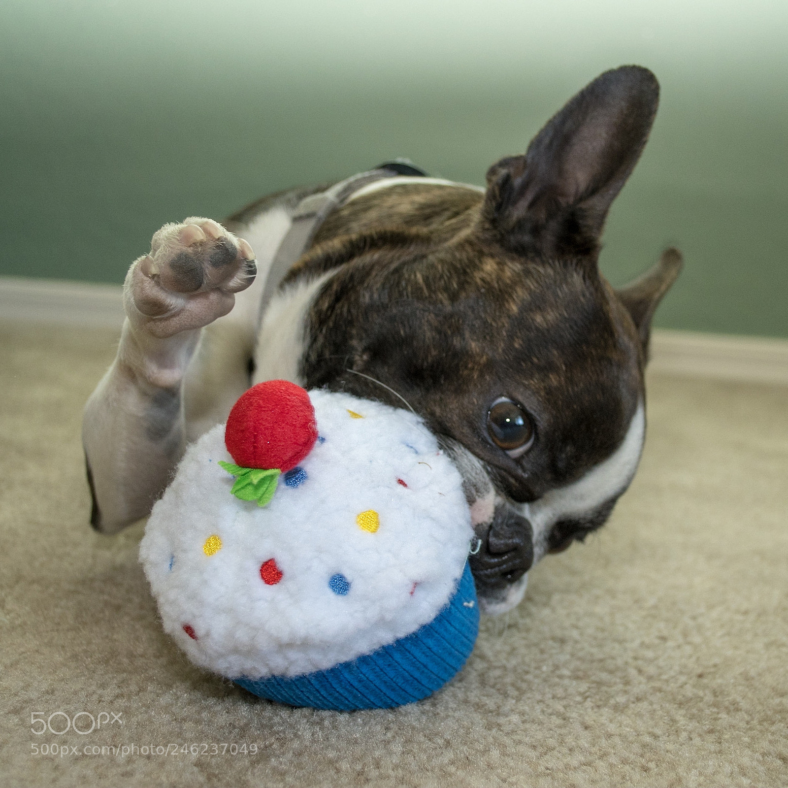 Nikon D7500 sample photo. Jerry photography