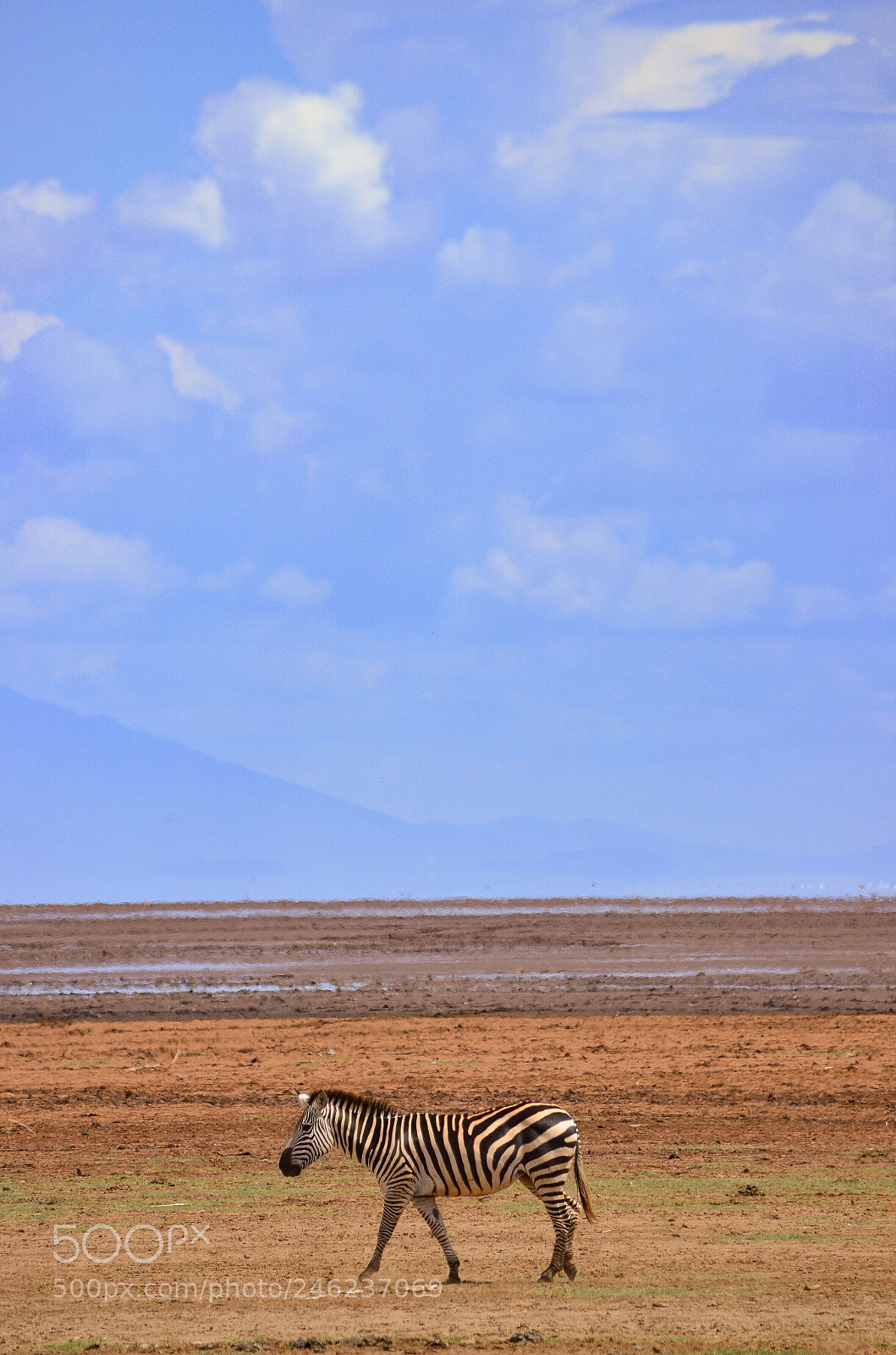 Nikon D5100 sample photo. Zebra in serengeti photography