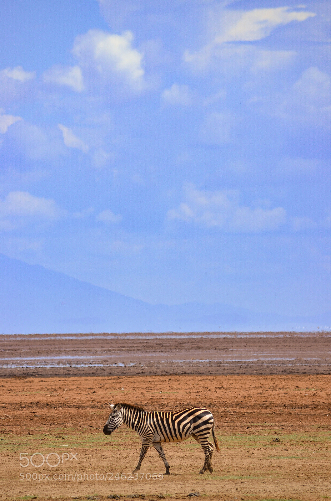 Nikon D5100 sample photo. Zebra in serengeti photography