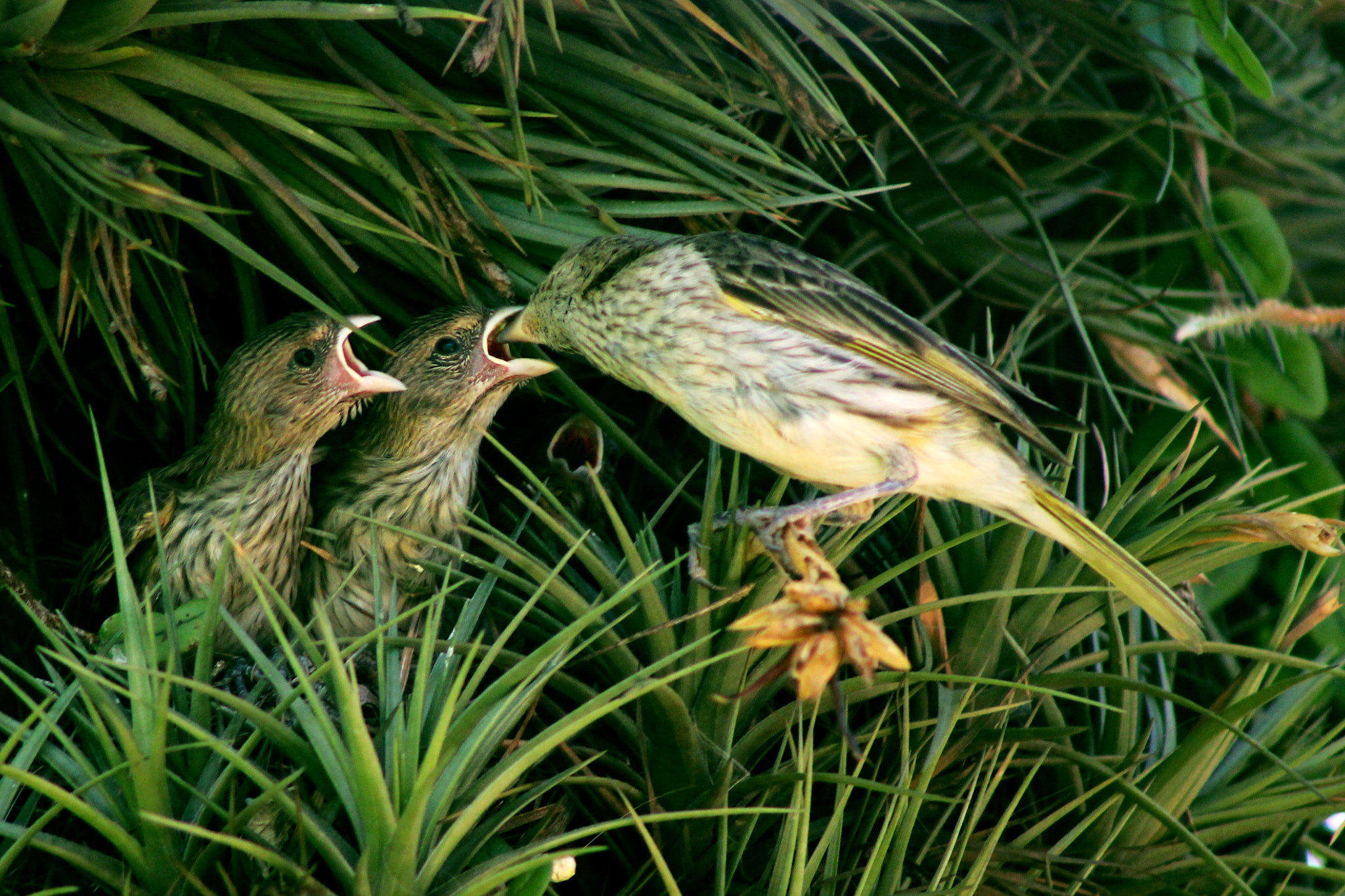 EF75-300mm f/4-5.6 sample photo. Feeding time photography