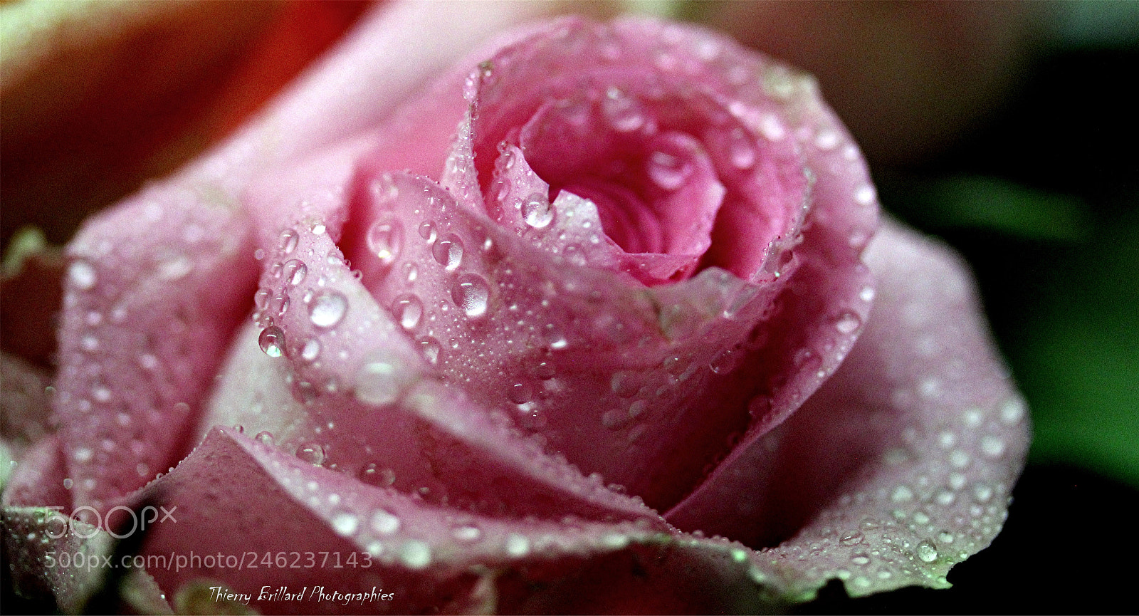 Canon EOS 600D (Rebel EOS T3i / EOS Kiss X5) sample photo. Rose et gouttes photography