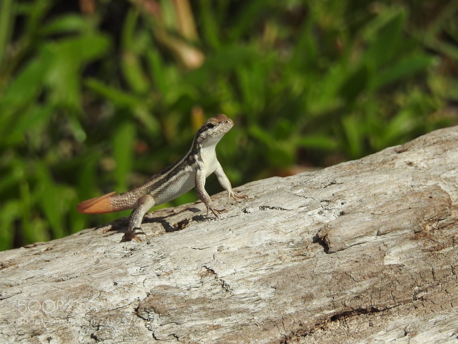 Nikon Coolpix P900 sample photo. Lizard sunbathing photography