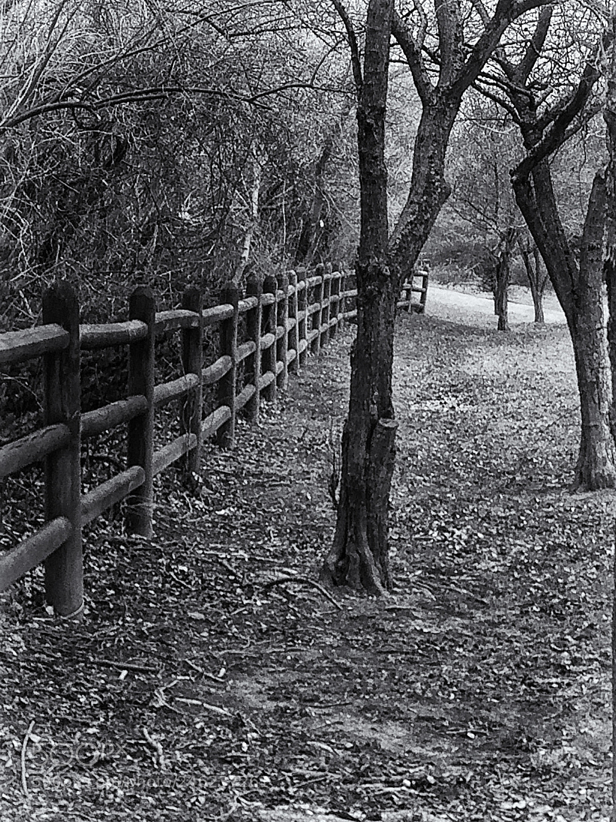 Apple iPhone 5s sample photo. Fence and trees photography
