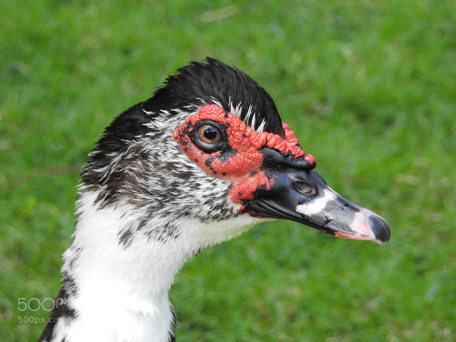 Nikon Coolpix P900 sample photo. Colorful duck photography