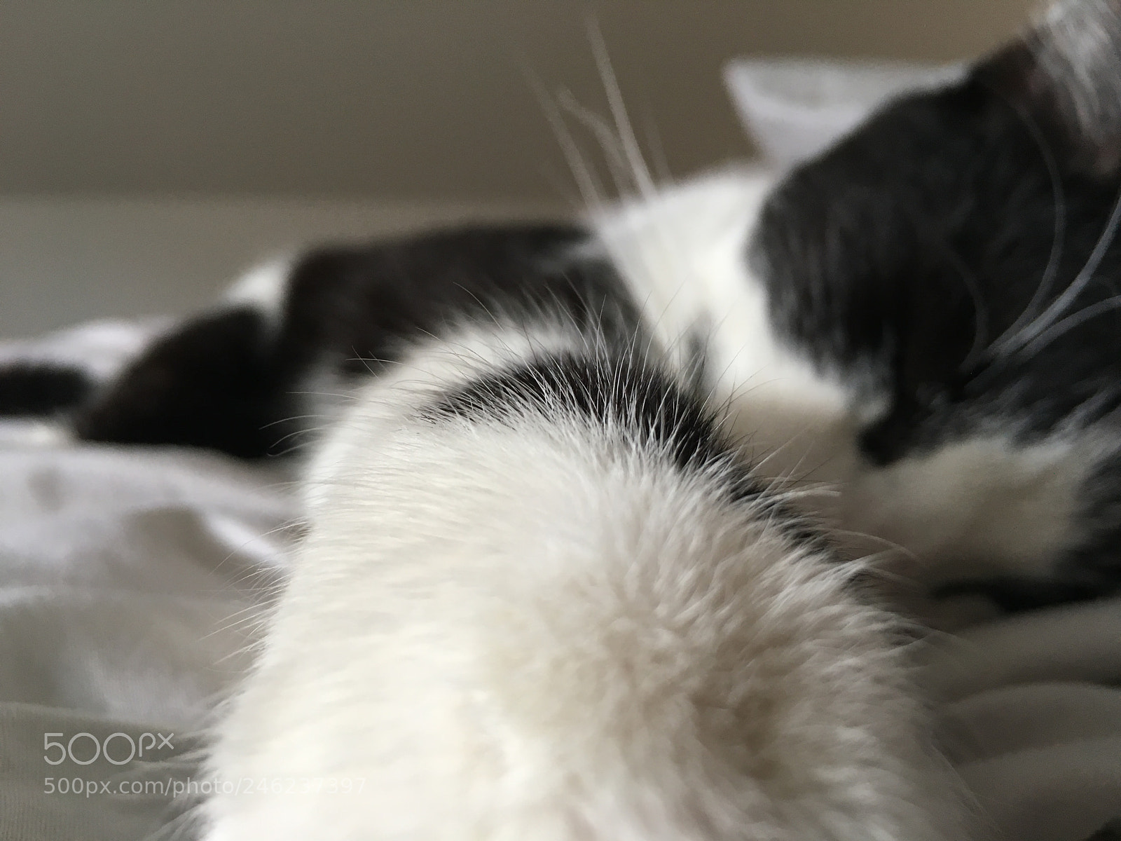 Apple iPhone 6s sample photo. Nala❤️ photography