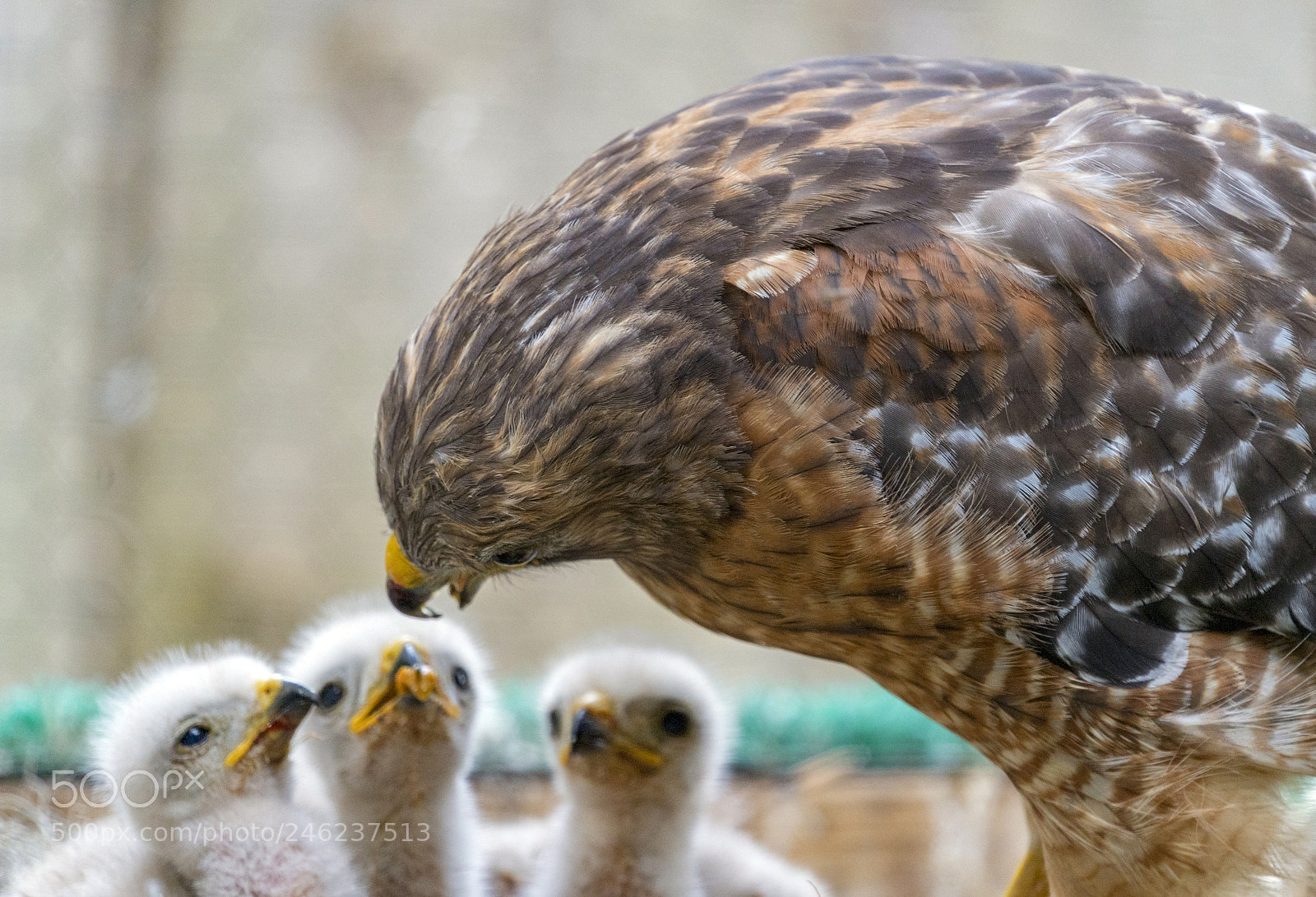 Sony a7R II sample photo. Hawk feeding her chicks photography