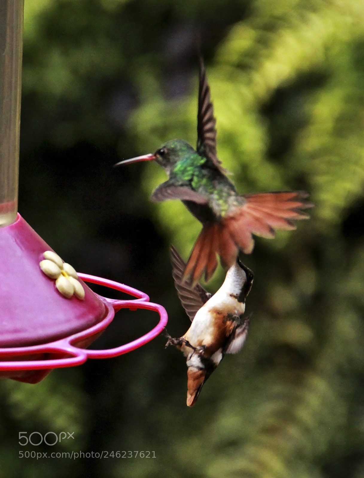 Canon EOS 50D sample photo. Two hummingbird photography