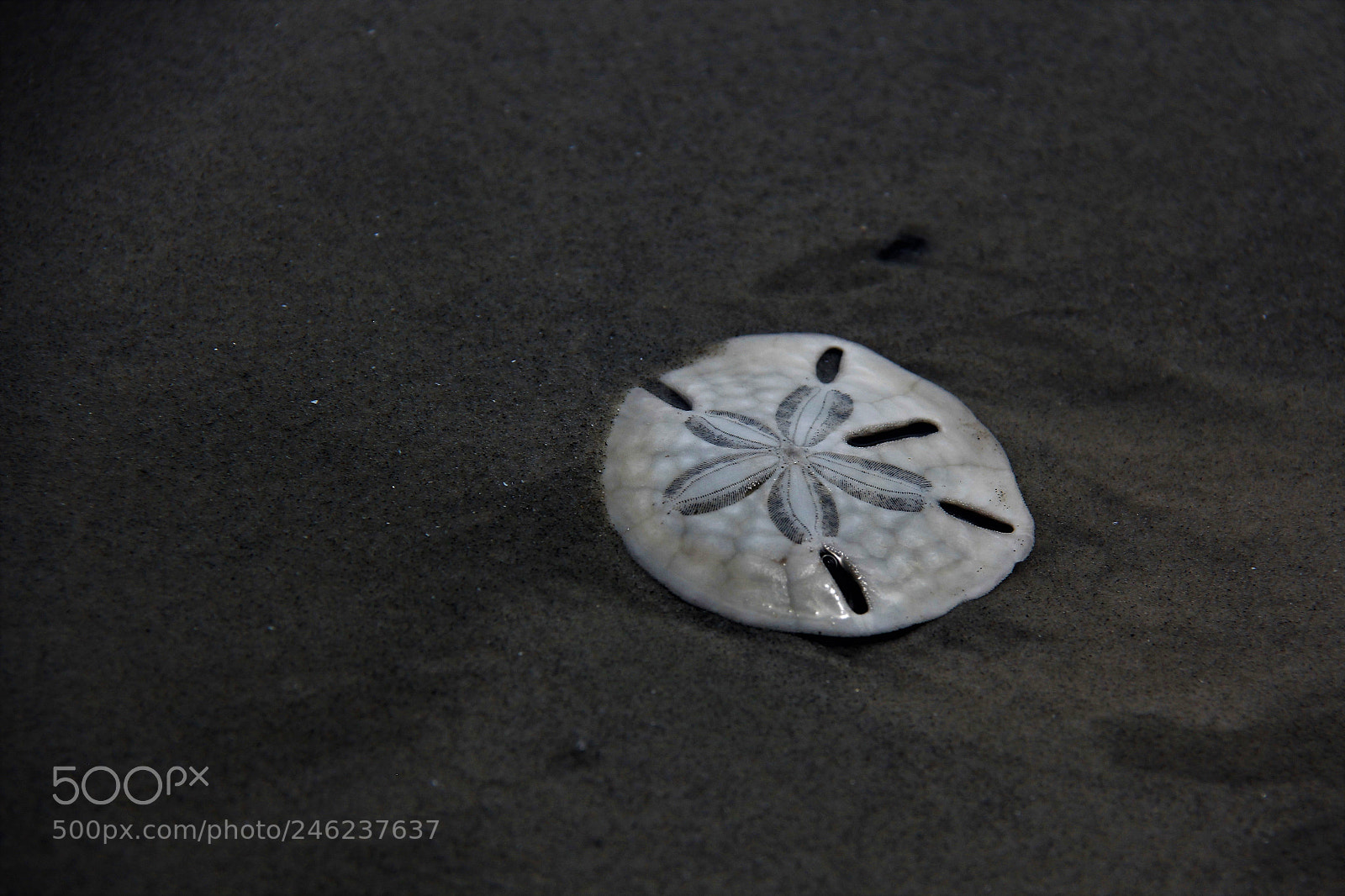 Canon EOS 60D sample photo. Sea dollar photography