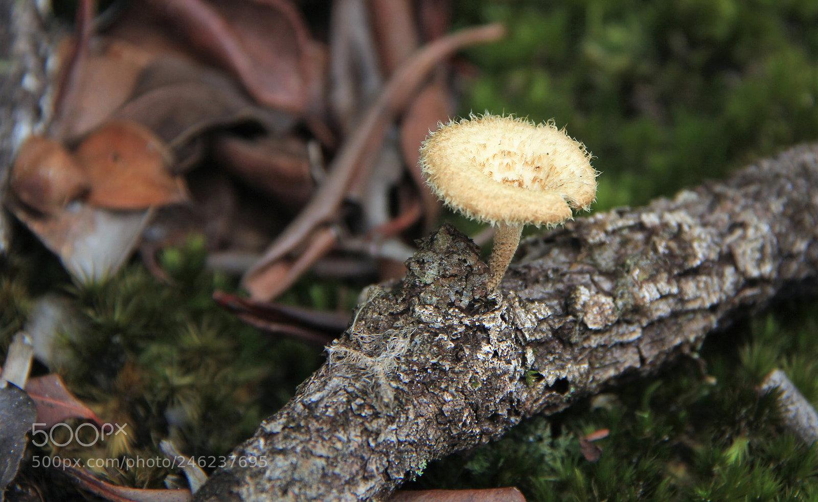 Canon EOS 60D sample photo. Mushroom photography