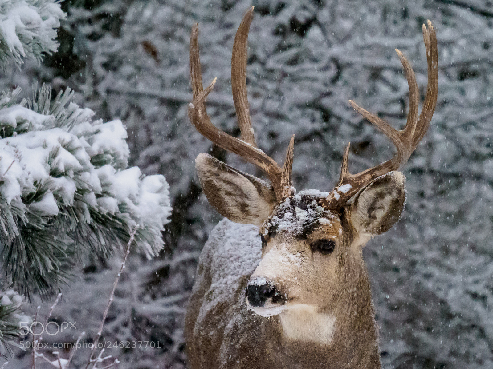 Olympus OM-D E-M1 Mark II sample photo. Snow buck photography