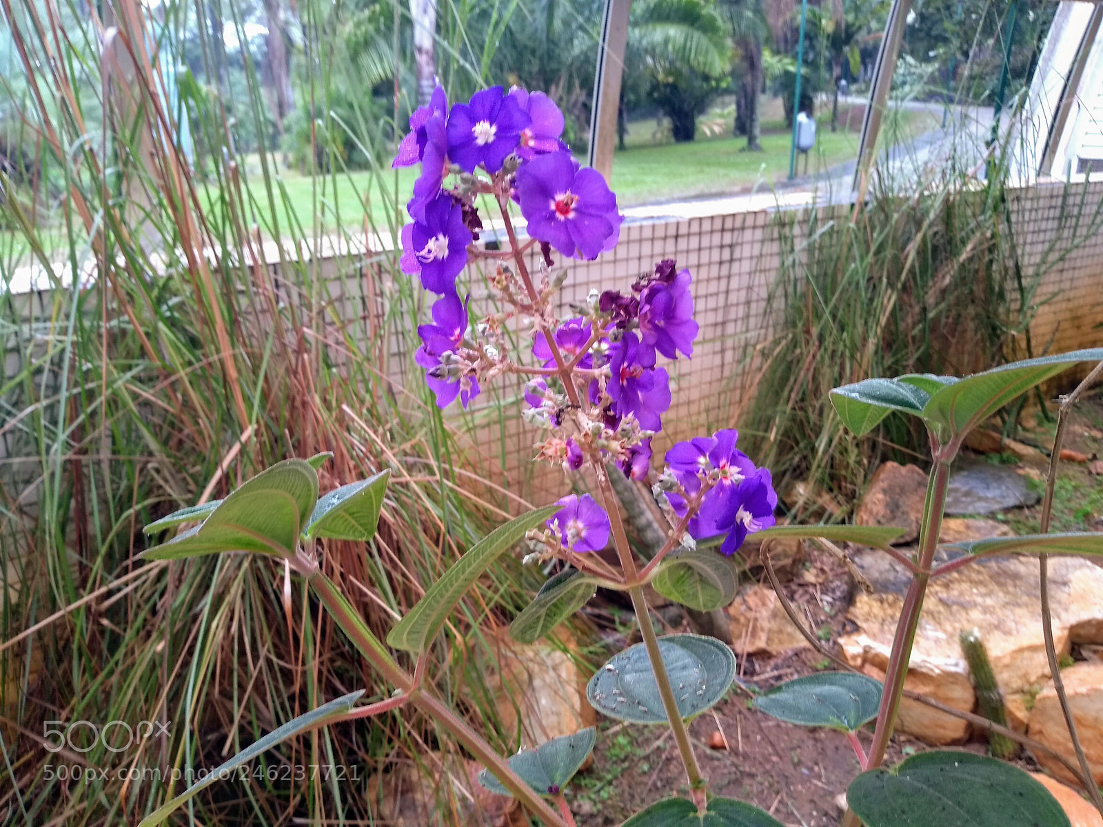 Motorola Moto G (5S) sample photo. Plantas photography