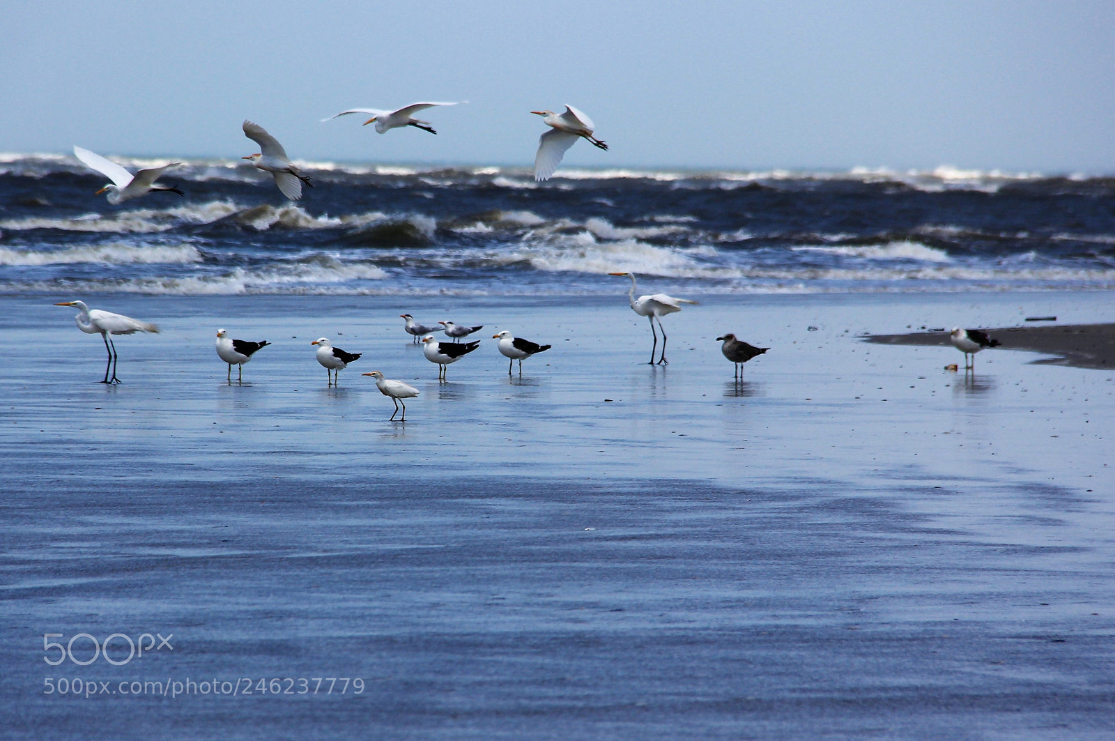 Canon EOS 60D sample photo. Sea life photography