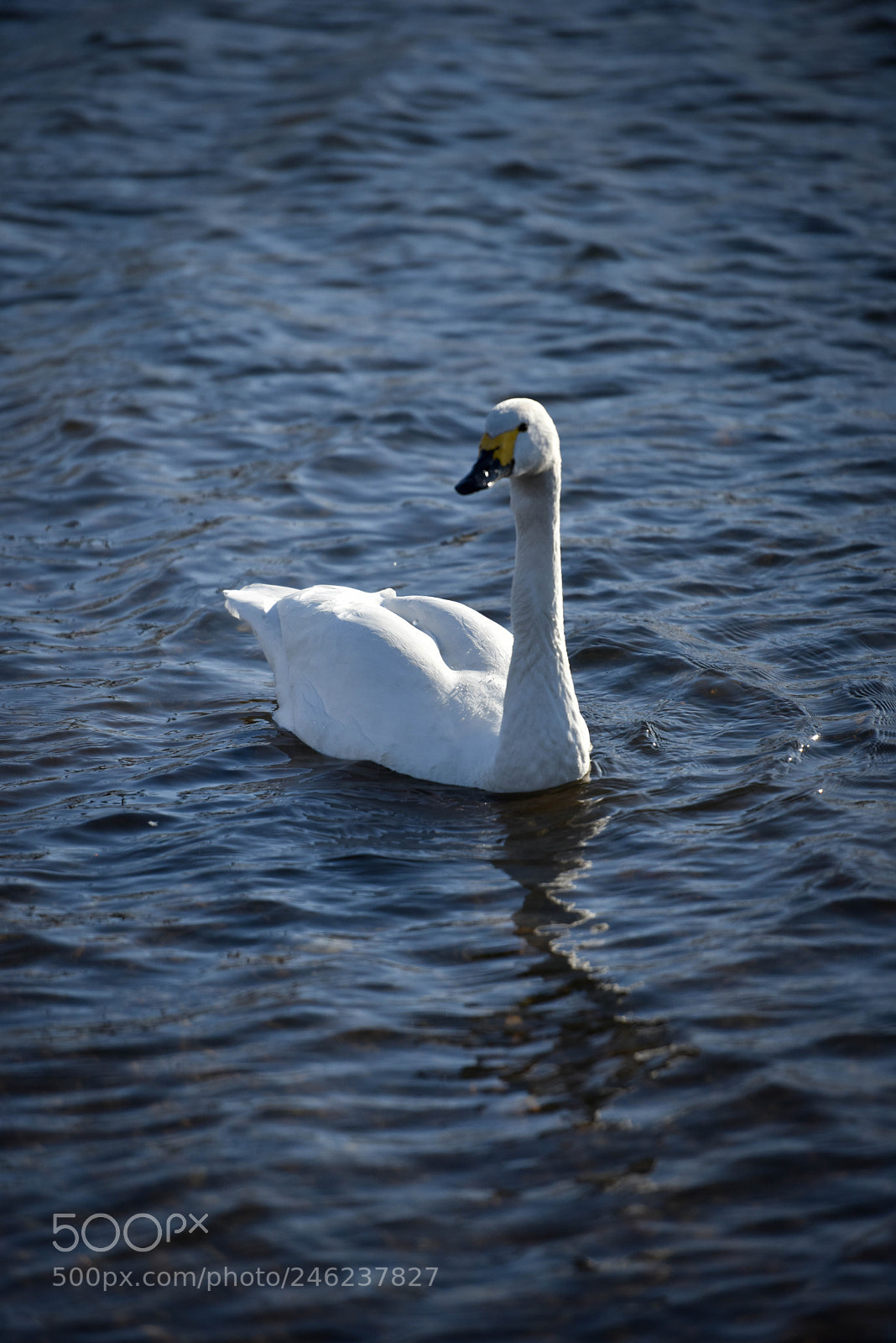 Nikon D810 sample photo. Bewick photography