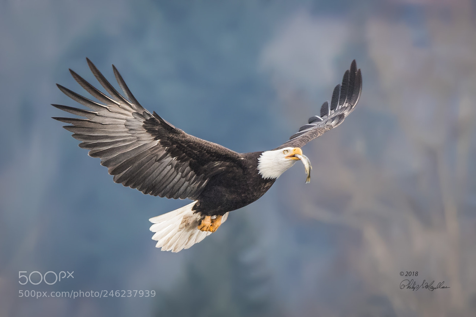 Nikon D500 sample photo. Bald eagle with small photography