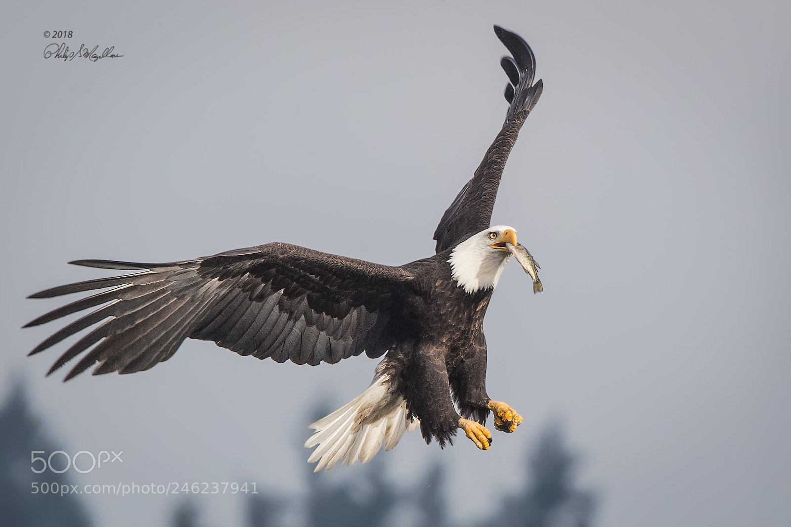 Nikon D500 sample photo. Bald eagle with small photography