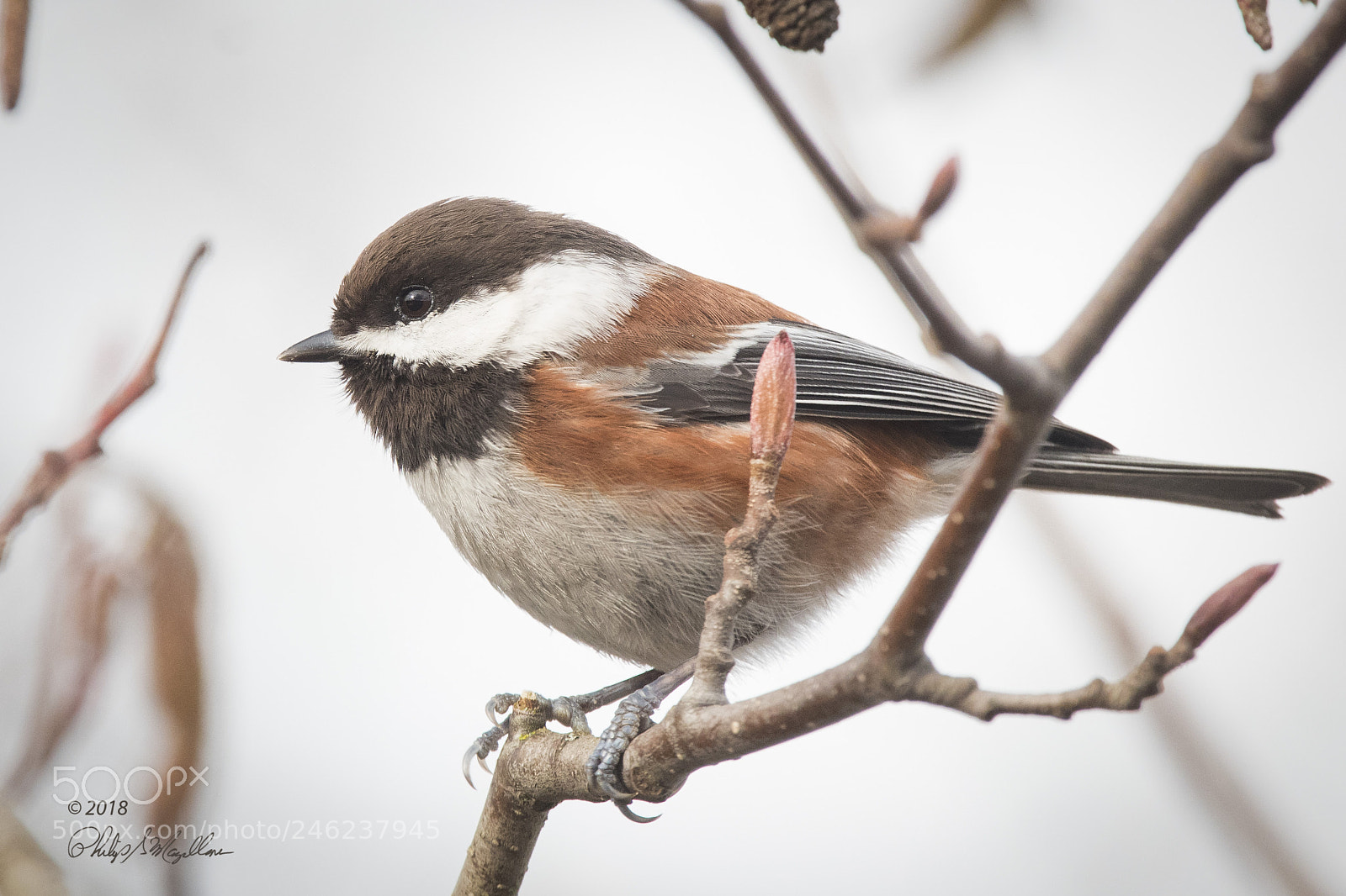 Nikon D500 sample photo. Chestnut backed chickadee photography