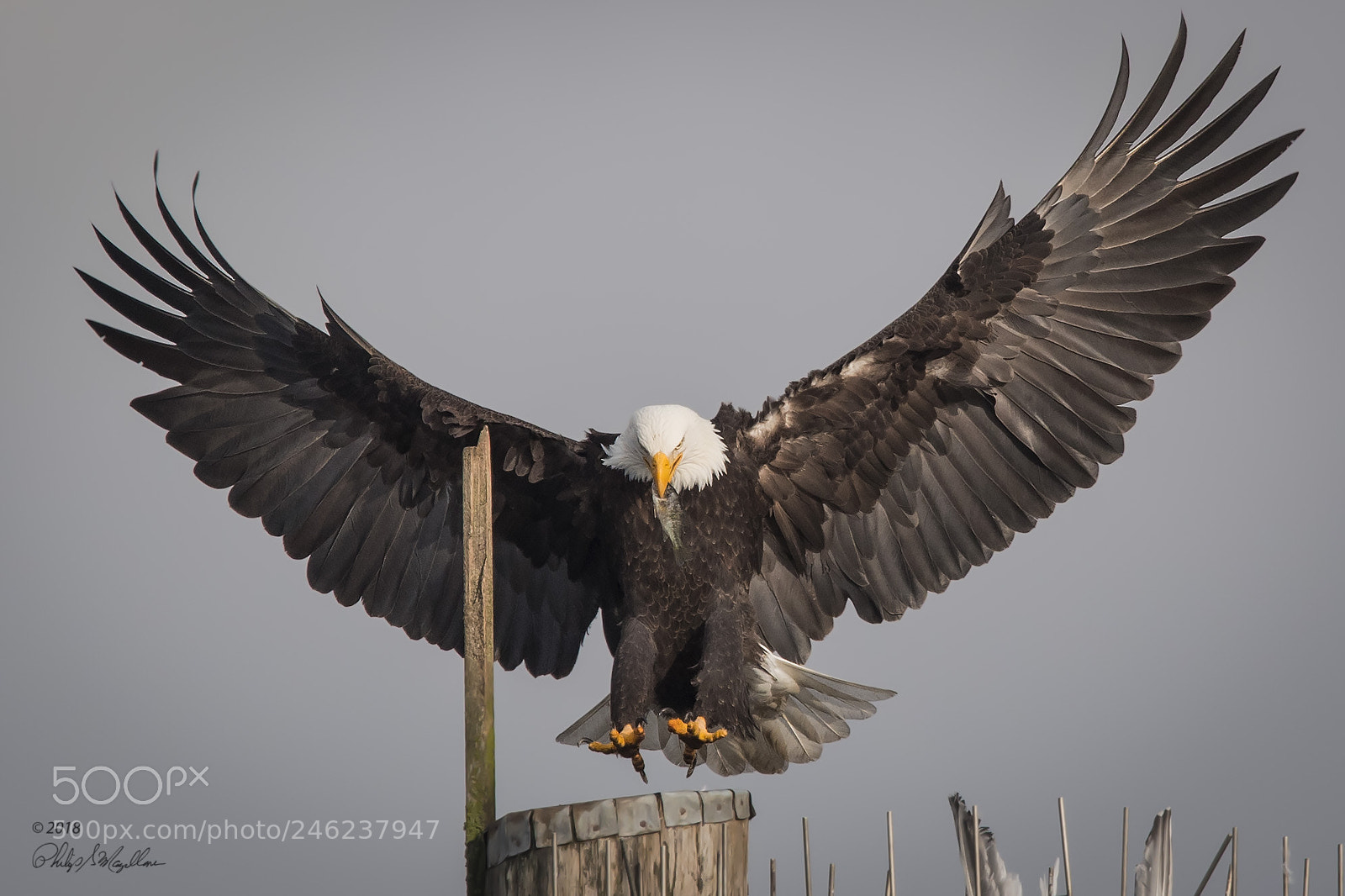 Nikon D500 sample photo. Bald eagle with small photography