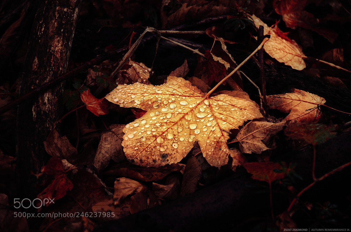 Nikon D5100 sample photo. Autumn remembrance ix. photography